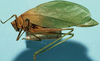 CollectionObject 1533217; 76d1bb90-b458-4421-9b33-8bb0696b25f0: male, lateral view (syntype of Phylloptera alliedea). (CollectionObject).