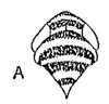 Head: !! display not done !! on Scaphoidula cingulata Osborn, 1923: head, dorsally. (Observation).