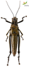 CollectionObject 1861680; Unioeste Cascavel K-0564, a9c3c7e1-329f-4149-aa9b-ccc3204b71fd: Female. Ventral view. (CollectionObject).