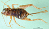 CollectionObject 1502899; af4affb2-4add-49cd-9b89-5aba3ccb99c2: female, dorsal view. (CollectionObject).