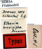 CollectionObject 1566629; c4b59670-4034-4b71-b360-f7634fd93fbc: labels (syntype). (CollectionObject).