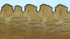 Ovipositor: Glossocratus afzelii, second valvulae teeth (INHS). (Observation).