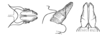 Xyleus discoideus discoideus (Serville, 1831): apical endophallic valves. a, dorsal; b, lateral; c, caudal. (Otu).