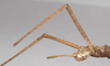CollectionObject 1560692; 5e9dcdef-0a1d-4b44-afb2-d83916b4a61c: copyright UMO. female: head (holotype). (CollectionObject).