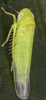 Habitus, dorsal view: !! display not done !! on Hebata (Signatasca) solani (Curtis, 1846): Habitus (male). (Observation).