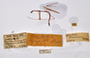 CollectionObject 1557993; 62e95d7c-484c-47aa-8df8-81501e7dfea6: copyright ZMHB, Berlin. male, data labels (holotype). (CollectionObject).