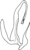 Aedeagus, lateral view on Anufrievia cervena Dworakowska, 1977: Aedeagus, lateral view. (Observation).