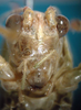 CollectionObject 1503559; 47c47ac8-c0d1-4202-89c1-046d7151e9d5: female, frontal view (paratype). (CollectionObject).
