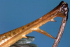 CollectionObject 1531735; dc000eee-1dcb-485e-aa5c-6707ca17166b: male hind femur (holotype). (CollectionObject).