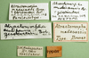 CollectionObject 1564464; 62542d73-d7bd-4829-b15e-0f380628bc11: labels (paralectotype of Atractomorpha madacassis). (CollectionObject).