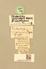 CollectionObject 2051832; NHMUK015982232, da2bc3e3-e02c-4396-bf8a-0bf7c6da48c0: Bruntridactylus irremipes (Uvarov, 1934). Label. (CollectionObject).