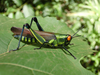 FieldOccurrence 169; 2f1a3023-3fc0-40b2-a522-dc9c20c3ef8e; Tanzania
Udzungwa Ngolongolo Berge, 2017/01/26: female, lateral view. (FieldOccurrence).