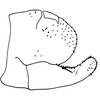 Pygofer, lateral view on Arboridia (Arborifera) changlingensis Jiang, Luo & Song, 2021: (Observation).