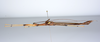 CollectionObject 1590106; be58cf26-d909-414b-87ae-70962e65b819: copyright Oskar Conle. male, lateral view (paratype). (CollectionObject).;CollectionObject 1590107; f4a8f720-5892-4ac5-af73-0928f7a08f83: copyright Oskar Conle. male, lateral view (paratype). (CollectionObject).