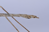Carlius longipes (Carl, 1915): copyright NHMB, Basel. male: end of abdomen, lateral view (holotype). (Otu).