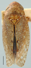 Texananus mexicananus, dorsal habitus (INHS). Depicts Habitus, dorsal view, an Observation.