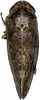 Habitus, dorsal view on Brevivalvala melanosticta Dai, Qu & Yang, 2016: Habitus, dorsal view. (Observation).