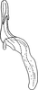Aedeagus, lateral view on Erythria aureola (Fallén, 1806): Aedeagus, lateral view. (Observation).