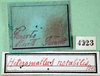 CollectionObject 1502638; 3a66cde6-d9e7-4084-a045-a585bf620976, MfN 4223: labels (syntype). (CollectionObject).