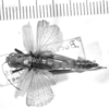 CollectionObject 1524983; f470ed34-170d-4bce-8ce5-f662d93f1079: female, dorsal view (holotype). (CollectionObject).