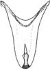 Aedeagus, ventral view: !! display not done !! on Smyga distincta Dworakowska, 1995: Aedeagus, ventral view. (Observation).