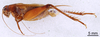CollectionObject 1522833; c61c29f2-acd7-43cb-ada6-9da17b953d4e: Male, lateral view (holotype). (CollectionObject).
