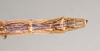 CollectionObject 1557515; 9dad141f-cbd9-4264-bbec-c99cd2c03221: copyright Natural History Museum, London. female: end of abdomen, dorsal view (syntype). (CollectionObject).