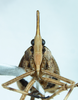 Head: (Observation).