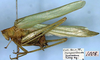 CollectionObject 1532272; NMW 1008, fa22d077-e641-46a0-873a-55f5427a9bcd: male, lateral view (holotype). (CollectionObject).