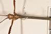 CollectionObject 1561203; 7cca35c6-6cb3-4dbb-8ae0-057bcbb32f0c: copyright OUMNH. male, head of Bacteria virgea (holotype). (CollectionObject).