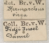 CollectionObject 1558984; NMW 855, 4f66fea9-d52e-4a36-aae4-bf496da2424c: copyright NMW, Vienna. female, data labels (syntype). (CollectionObject).