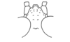Bryophilacris muscicolor Descamps, 1976: Fig. 40. female, fastigium, dorsal view. (Otu).