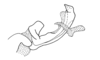 Eucosmetacris festae (Giglio-Tos, 1898): Fig. 131. apex of endophallus, lateral view. (Otu).