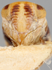Head on Diacra incana Emeljanov, 1961: holotype. (Observation).