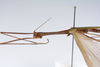 CollectionObject 1560011; 75a7c4ba-ffea-4ade-b14a-b476794be1cd: copyright ZMUH, Hamburg. male: head & thorax, lateral view (holotype). (CollectionObject).