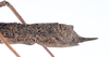 CollectionObject 1560433; 8f504723-d8f8-4d37-b855-5841d775d064: copyright ZMUH, Hamburg. female: end of abdomen, lateral view of synonym Parapygirhynchus catenatus (lectotype). (CollectionObject).