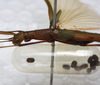 CollectionObject 1576085; f5a6d355-33cd-4dba-9db1-cf61296ee8a0: copyright ZRC, Singapore. female: head & thorax, lateral view (paratype). (CollectionObject).;CollectionObject 1576086; cc65d9eb-549f-47a5-85db-5a82509425aa: copyright ZRC, Singapore. female: head & thorax, lateral view (paratype). (CollectionObject).