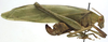 CollectionObject 1506672; ff3498e4-f043-40e8-9dac-b8c06c253794: female, lateral view (syntype). (CollectionObject).