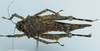 CollectionObject 1583753; 1f2ade45-ea71-48b9-af9d-021b03b20c8c: female, ventral view. (CollectionObject).