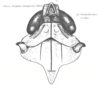 Head on [Delphax] conspicua Horváth, 1904: (Observation).