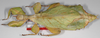 CollectionObject 1563789; 5b10d22d-af0e-47c1-91c2-a42b210e7a8c: copyright Frank Hennemann. female (paratype). (CollectionObject).;CollectionObject 1563790; 5c187bc6-6fe4-4e1b-9b51-02e6705f60bc: copyright Frank Hennemann. female (paratype). (CollectionObject).;CollectionObject 1563791; 1cdca1c3-0876-4f92-96b7-f5c06c13a0b7: copyright Frank Hennemann. female (paratype). (CollectionObject).