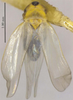 Habitus, dorsal view on Empoascanara (Empoascanara) ethiopica Dworakowska, 1972: (Observation).