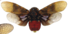 Habitus, dorsal view: !! display not done !! on Matacosa miscella (Distant, 1887): (Observation).