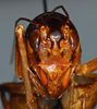 CollectionObject 1532955; edde4113-bad5-47b9-a074-ba435ccd2946: male, frontal view. (CollectionObject).