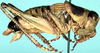 CollectionObject 1522437; 208beb93-2ae4-4c40-a9b5-fe6da528d059: male, lateral view (holotype). (CollectionObject).