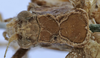 CollectionObject 1539800; 5ddb1771-fca9-40a7-84c2-d065d60ed469: female pronotum dorsal (holotype). (CollectionObject).
