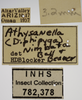 Other on Athysanella (Diphipyga) nimbata Ball & Beamer, 1940: Labels - face. Labels for the specimen used for the face view. (Observation).