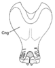 Pyrgacris descampsi Kevan, 1976: Fig. 2. phallic complex, epiphallus and ectophallic membrane removed. (Otu).