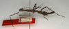 CollectionObject 1562297; 75b4ad5e-ae9b-4892-ac88-7d2cc20f970f, NMW 712: copyright NMW, Vienna. female juv., lateral view of synonym Pericentrus multilobatus (paralectotype) [a valid species]. (CollectionObject).
