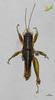 CollectionObject 2229409; Unioeste Cascavel K-0156, cd67cb90-ddb0-431b-adc9-8cfb8e7f9676: K-0156. Male, dorsal view. (CollectionObject).